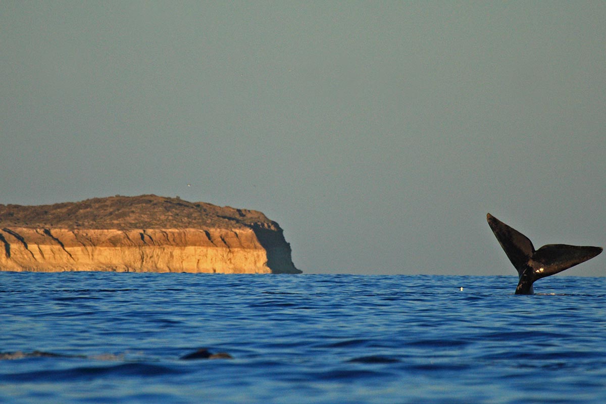 En Puerto Madryn ya se pueden divisar las primeras ballenas - Blog ...